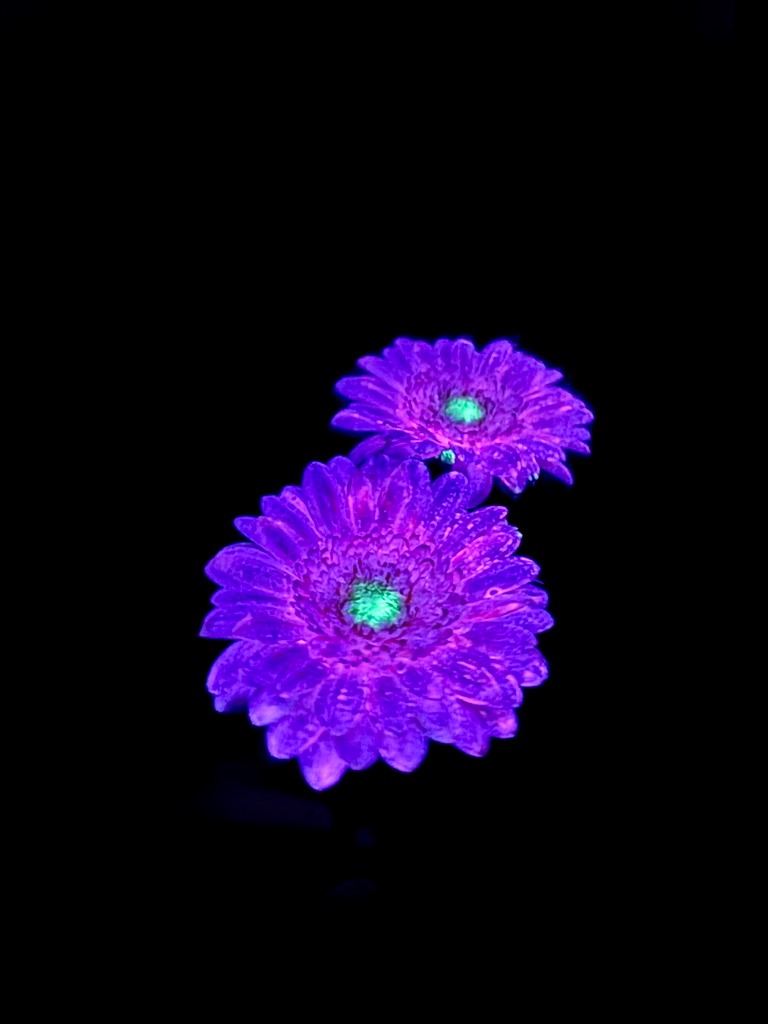 Purple Autoluminescent Flower