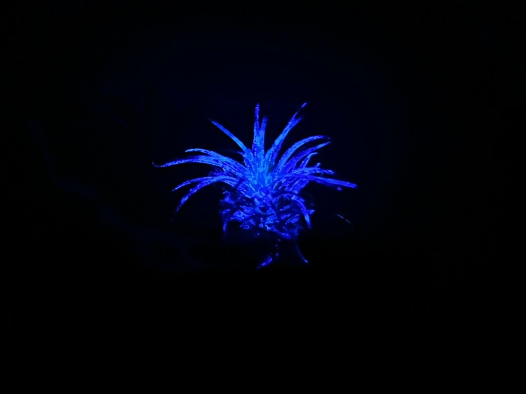 Glowing Blue Luminescent Plant